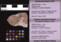 Foto (Objekt + Etiketten) von Decapoda indet. (lobster) (NHMW-GEO-1990-0041-0205b)